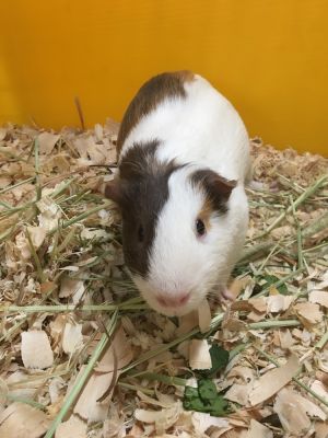 Sandringham ( Bonded to Windsora), Adult Male Guinea Pig