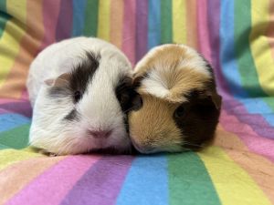 Nastia (bonded to Zuzzlu), Adult Female Guinea Pig