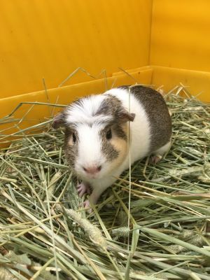 Windsora( Bonded to Sandringham), Adult Female Guinea Pig