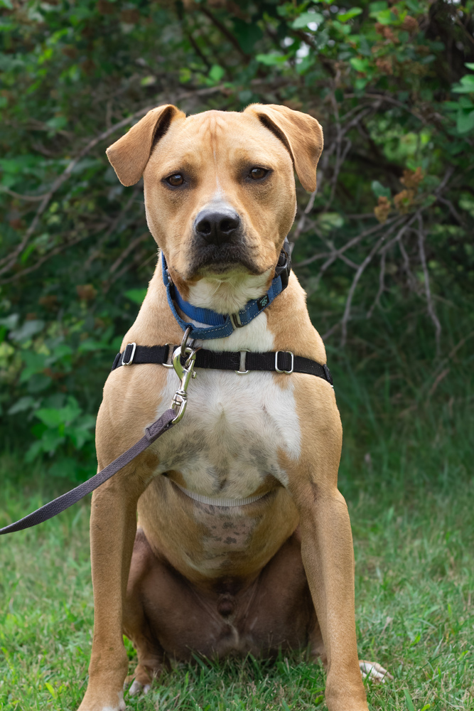 Tiny, an adoptable Mixed Breed in Bemidji, MN, 56601 | Photo Image 1