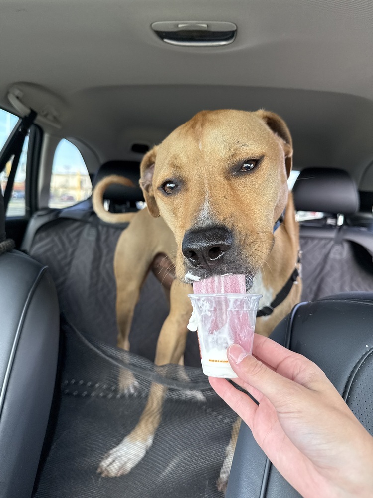 Tiny, an adoptable Mixed Breed in Bemidji, MN, 56601 | Photo Image 1