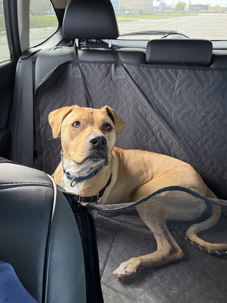 Tiny, an adoptable Mixed Breed in Bemidji, MN, 56601 | Photo Image 2