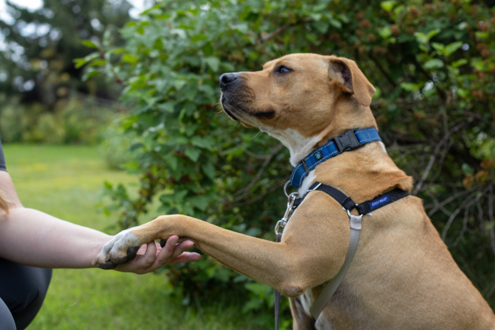 Tiny, an adoptable Mixed Breed in Bemidji, MN, 56601 | Photo Image 3