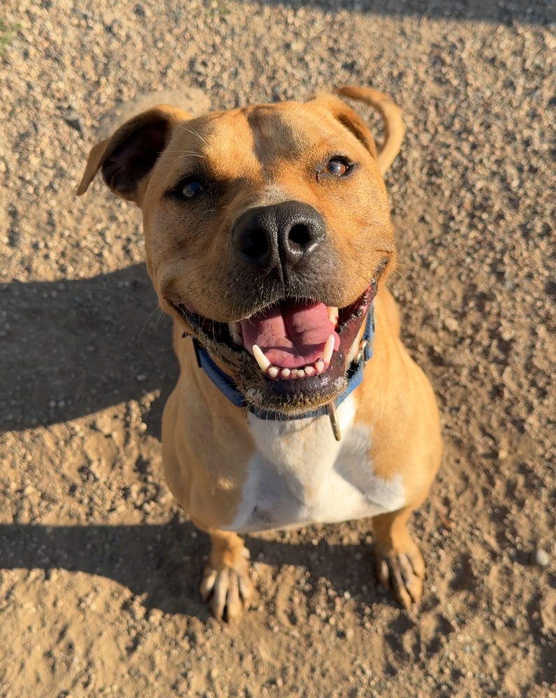Tiny, an adoptable Mixed Breed in Bemidji, MN, 56601 | Photo Image 3