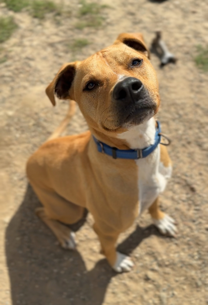 Tiny, an adoptable Mixed Breed in Bemidji, MN, 56601 | Photo Image 4