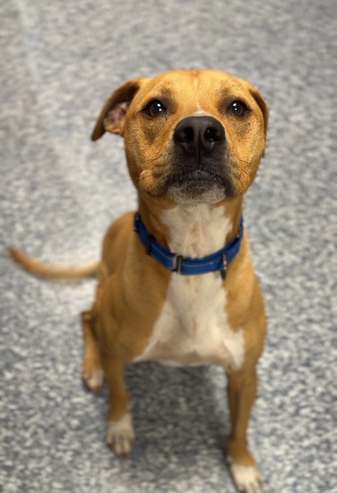 Tiny, an adoptable Mixed Breed in Bemidji, MN, 56601 | Photo Image 5