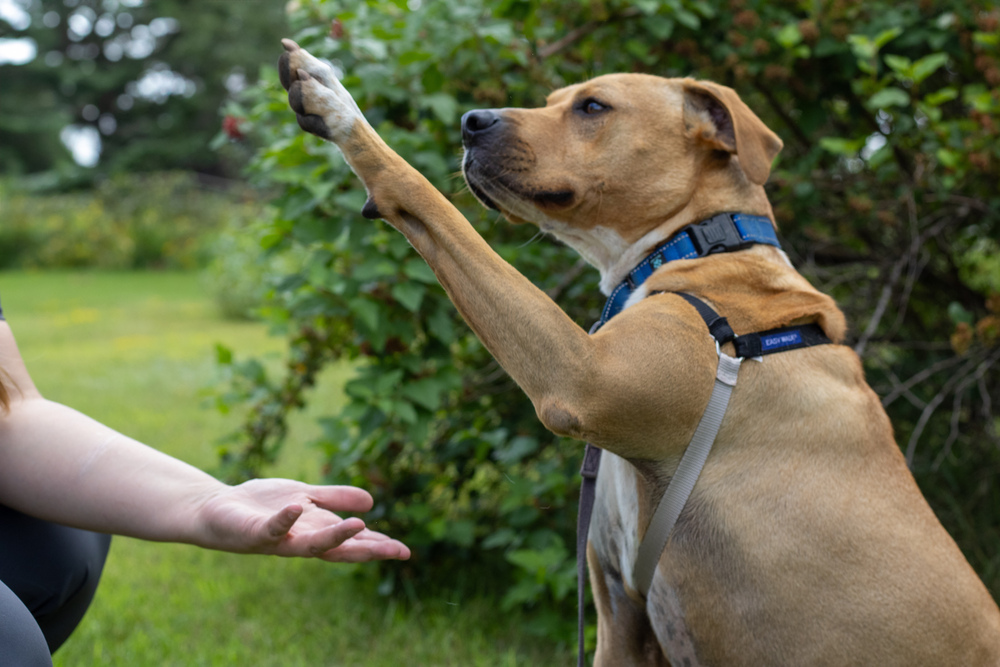 Tiny, an adoptable Mixed Breed in Bemidji, MN, 56601 | Photo Image 5