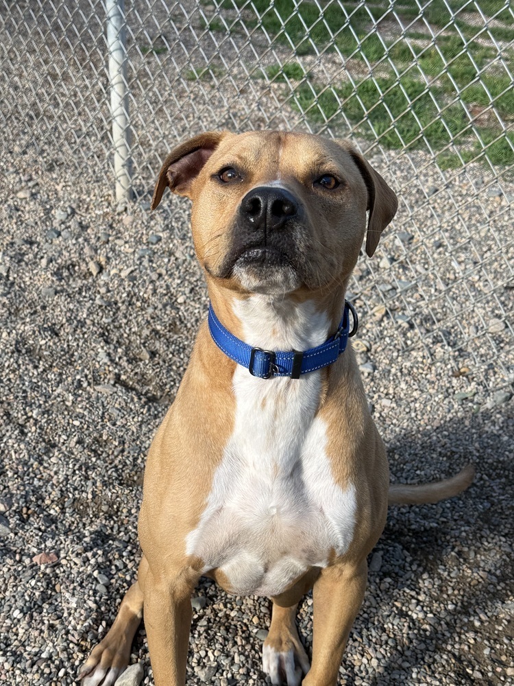 Tiny, an adoptable Mixed Breed in Bemidji, MN, 56601 | Photo Image 6