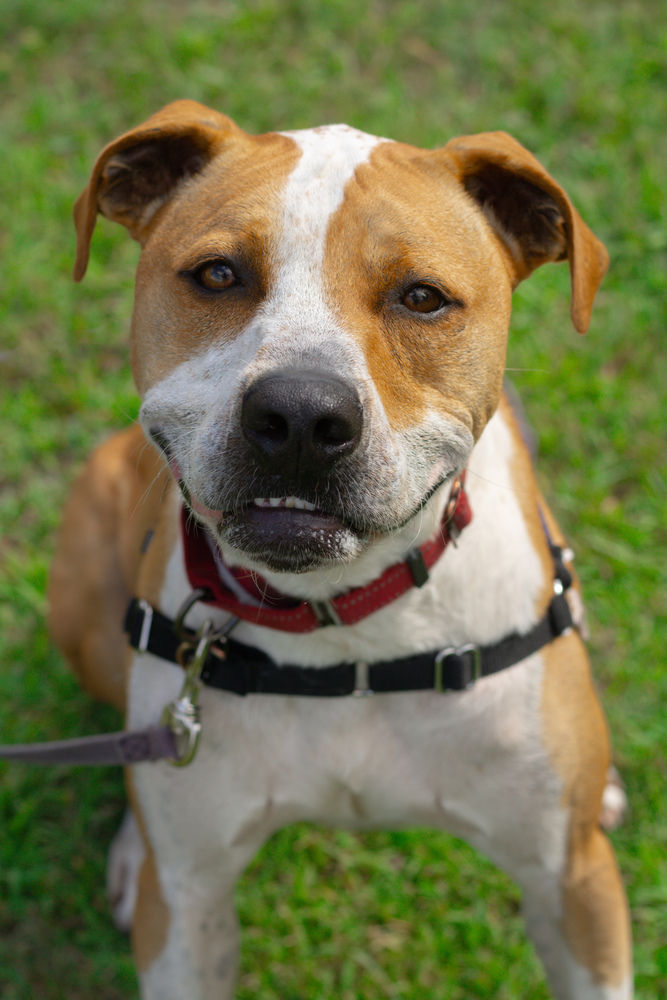 Mighty, an adoptable Mixed Breed in Bemidji, MN, 56601 | Photo Image 1