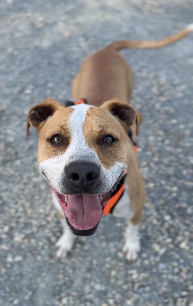Mighty, an adoptable Mixed Breed in Bemidji, MN, 56601 | Photo Image 1