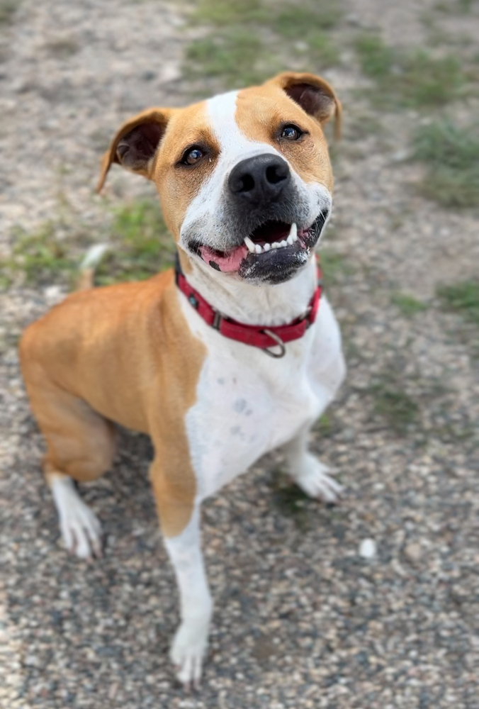 Mighty, an adoptable Mixed Breed in Bemidji, MN, 56601 | Photo Image 2