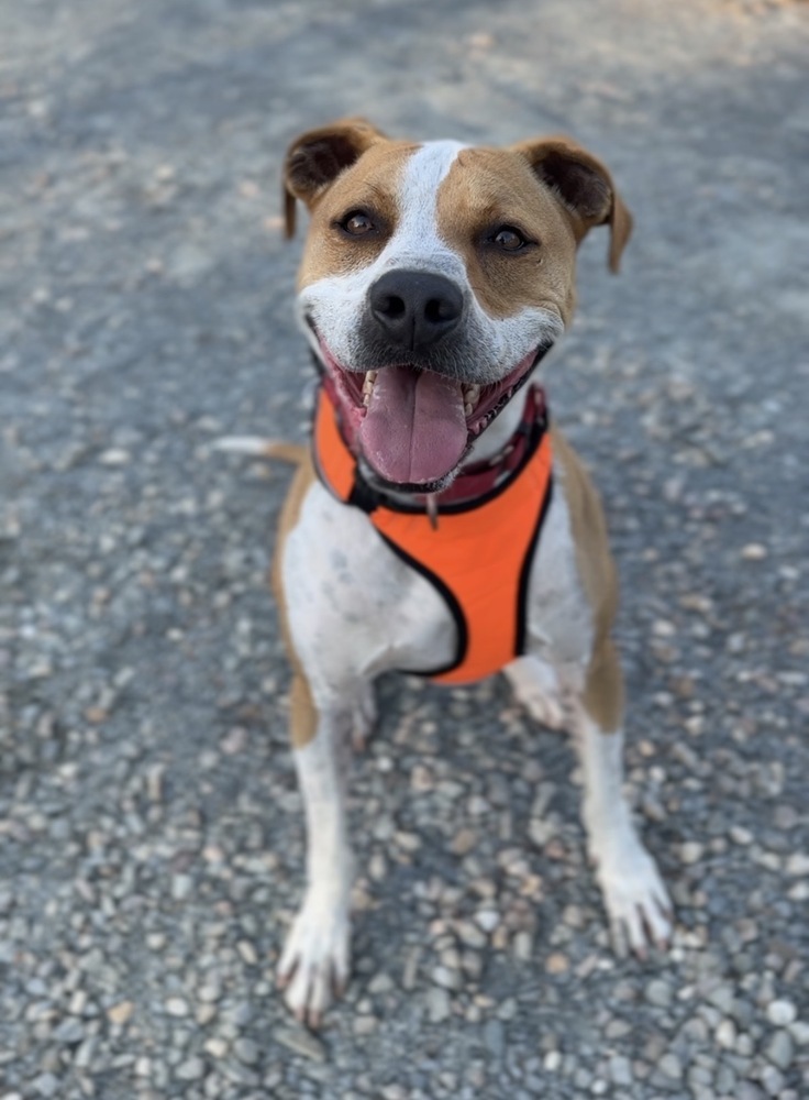 Mighty, an adoptable Mixed Breed in Bemidji, MN, 56601 | Photo Image 2