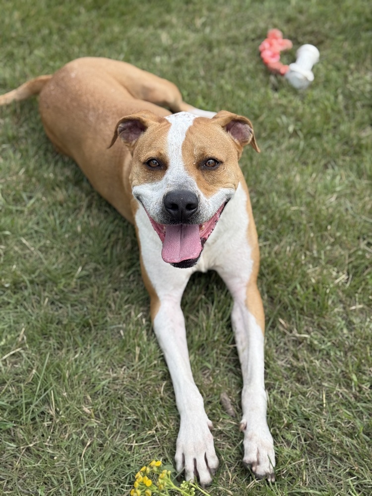 Mighty, an adoptable Mixed Breed in Bemidji, MN, 56601 | Photo Image 3