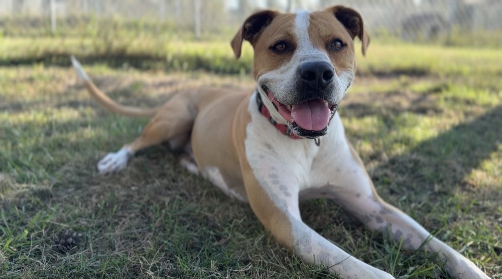 Mighty, an adoptable Mixed Breed in Bemidji, MN, 56601 | Photo Image 3