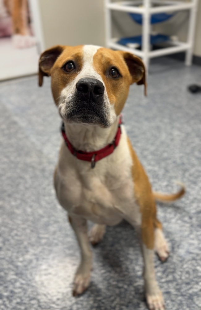 Mighty, an adoptable Mixed Breed in Bemidji, MN, 56601 | Photo Image 4
