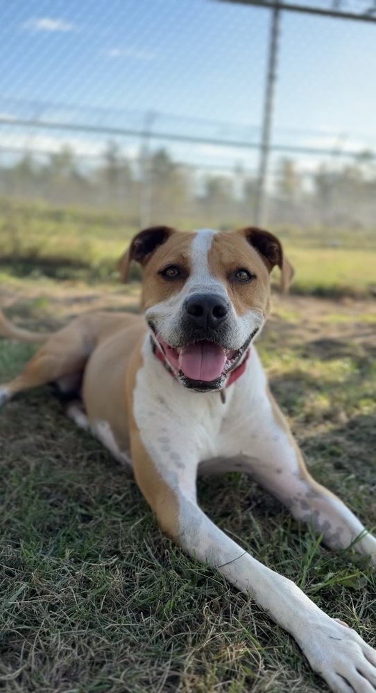 Mighty, an adoptable Mixed Breed in Bemidji, MN, 56601 | Photo Image 4