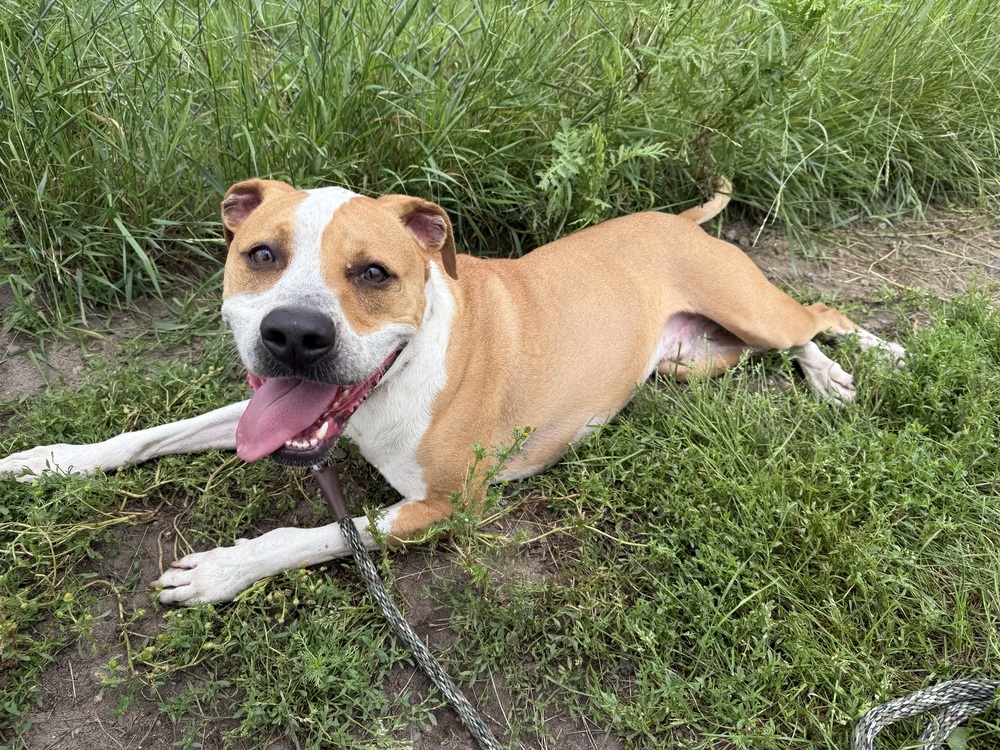 Mighty, an adoptable Mixed Breed in Bemidji, MN, 56601 | Photo Image 5