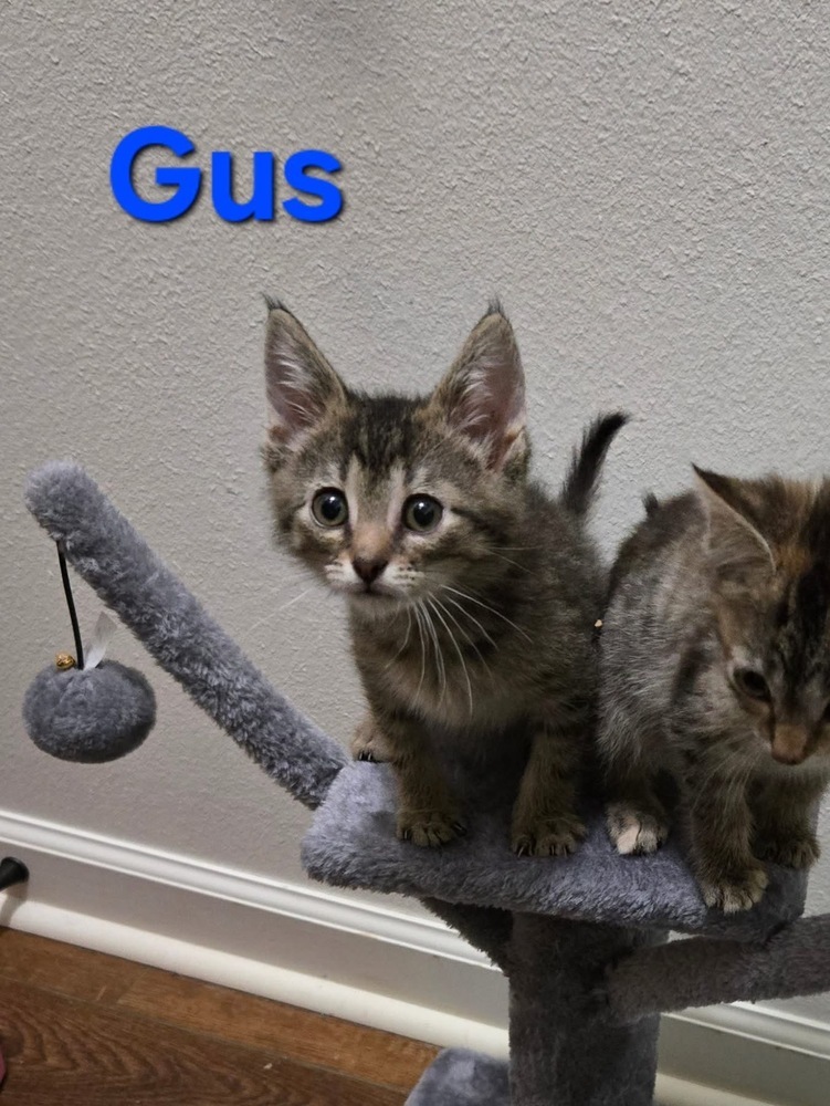 Gus