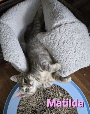 Matilda, Baby Male unknown