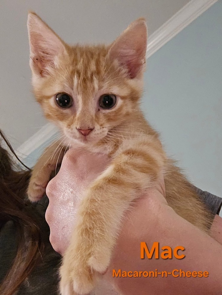 Mac & Cheese Mac