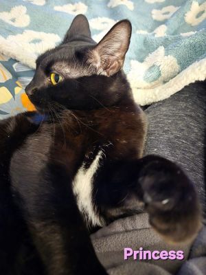 Princess, Adult Female unknown