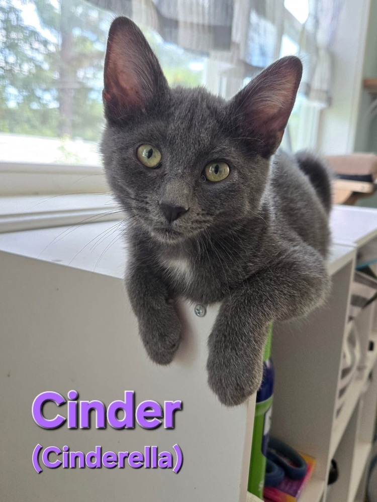 Cinder (Cinderella)