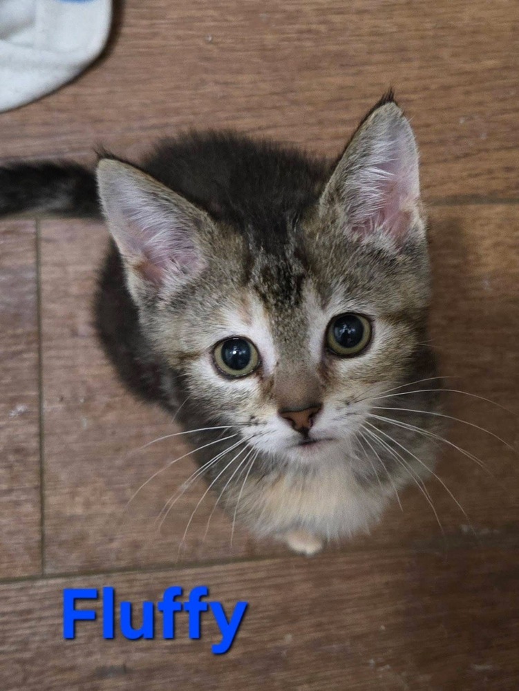 Fluffy