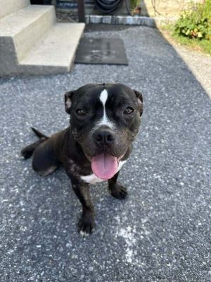 Tara Mae Sue, Adult Female Mixed Breed