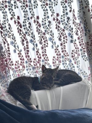 Verne (25-105 C), Baby Male Domestic Short Hair