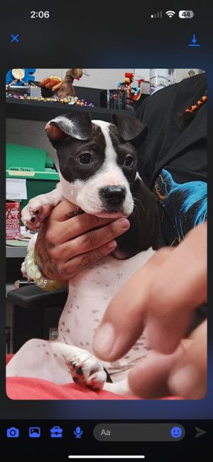 Poundcake Pit Bull Terrier Dog