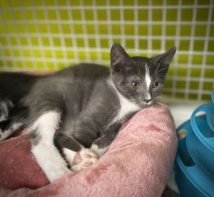 Cowboy, Baby Male Domestic Short Hair