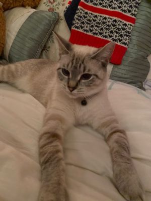 Pearl, Adult Female Siamese