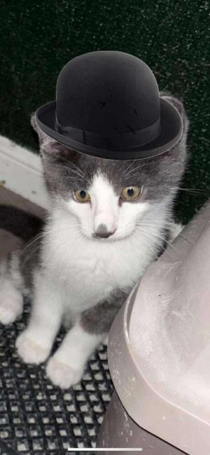 Jaguar, Baby Male Domestic Short Hair