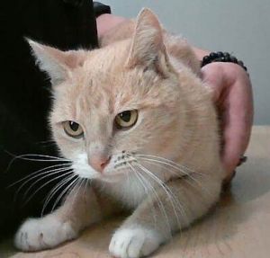 Goldie, Adult Female unknown