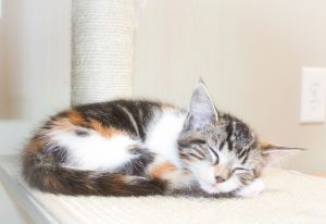 Tillie, Baby Female Domestic Medium Hair