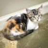 Tillie photo 2