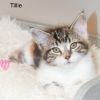 Tillie photo 5