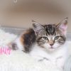 Tillie photo 6