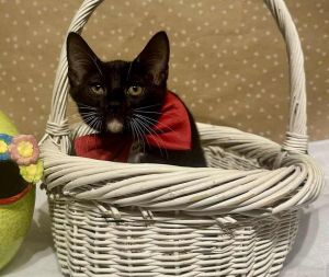Yang, Baby Male Domestic Short Hair