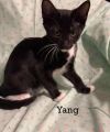 Yang photo 4