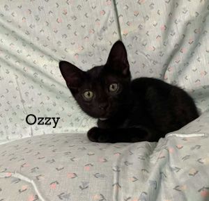 Ozzy, Baby Male Domestic Short Hair
