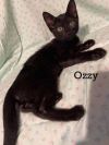 Ozzy photo 2