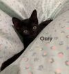 Ozzy photo 3