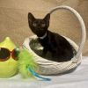 Ozzy photo 4