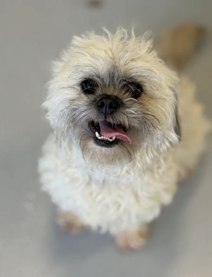 Cici 1142 Shih Tzu Dog