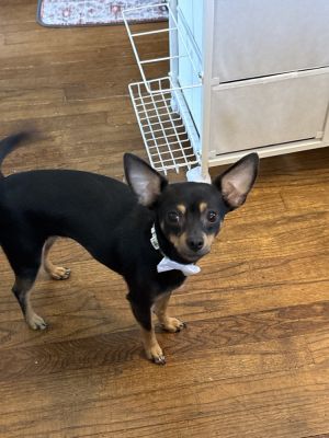 May, Young Female Chihuahua