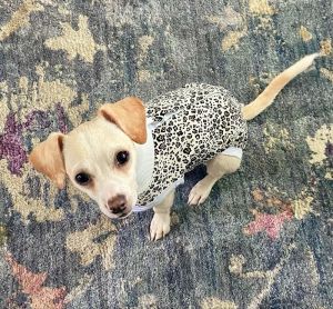 Bass, Baby Male Chihuahua