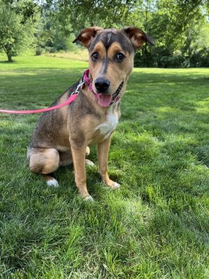 Flopsy, Baby Female Shepherd