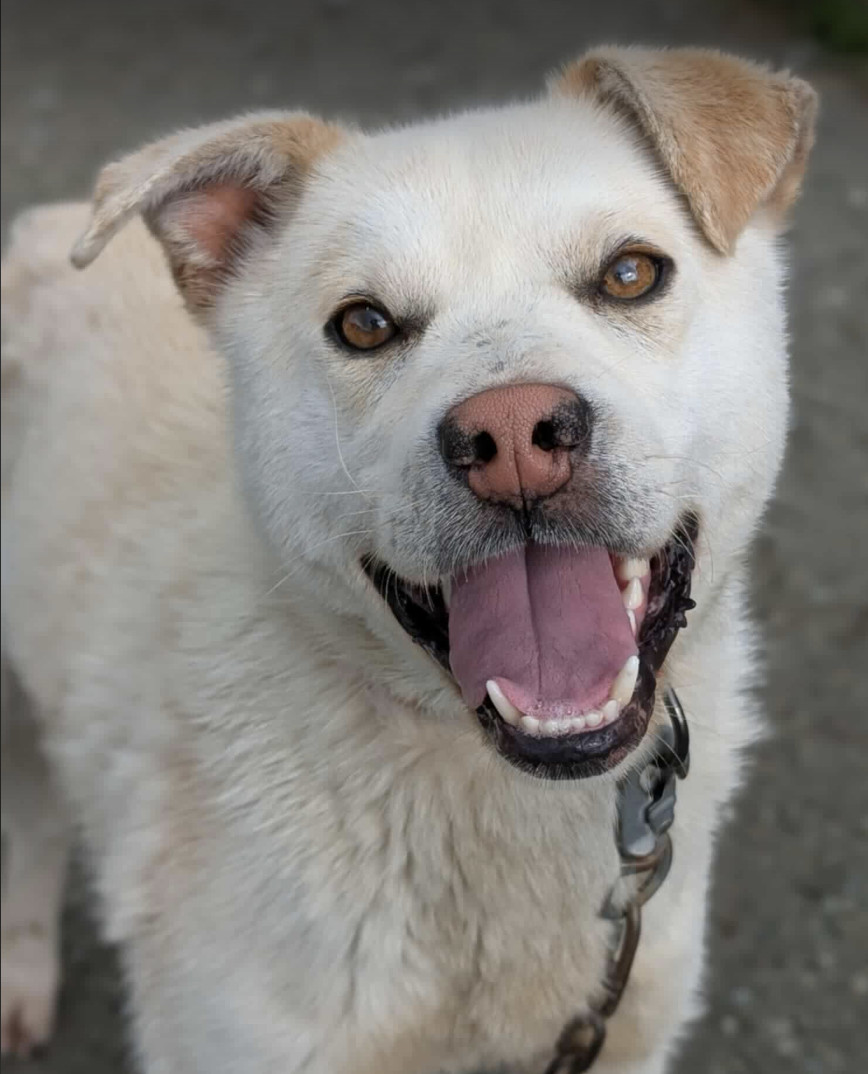 Mellow, an adoptable Husky, Labrador Retriever in Anchorage, AK, 99503 | Photo Image 1