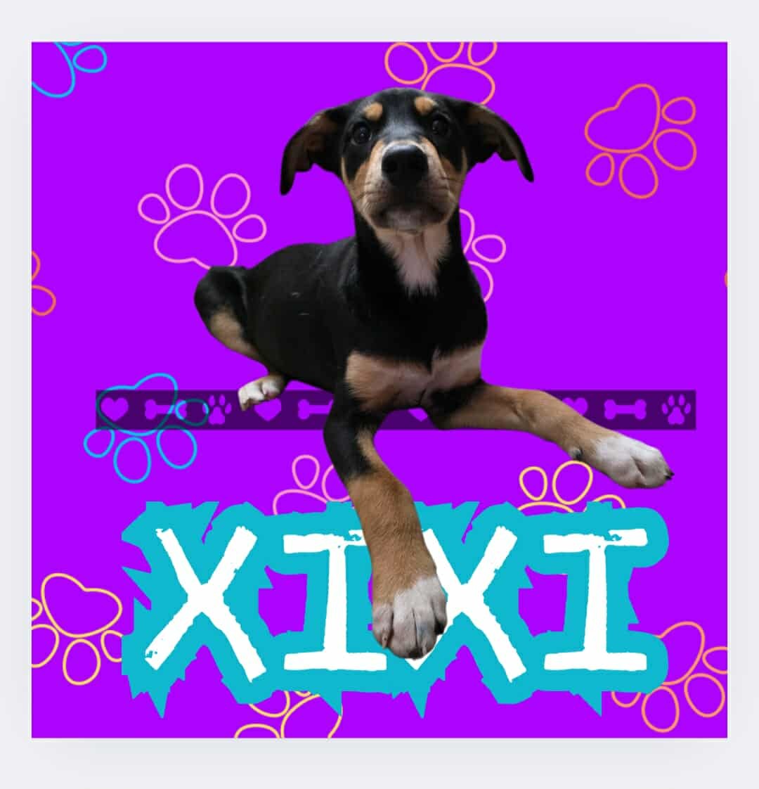 King Julien Litter - Xixi
